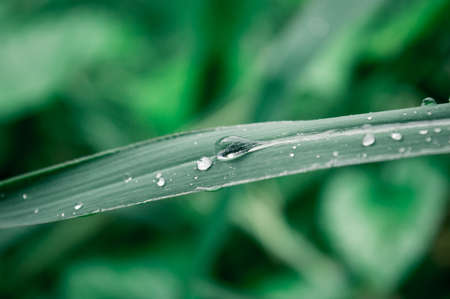 Raindrops on leaf. Rain drop on Leaves. Extreme Close up of rain water dew droplets on blade of grass. Sunlight reflection. Winter rainy season. Beauty in nature abstract background. Macro photographyの写真素材
