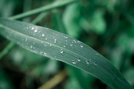 Raindrops on leaf. Rain drop on Leaves. Extreme Close up of rain water dew droplets on blade of grass. Sunlight reflection. Winter rainy season. Beauty in nature abstract background. Macro photographyの写真素材