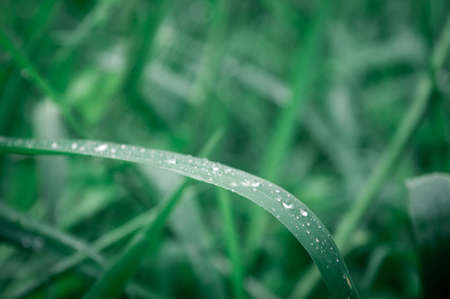 Raindrops on leaf. Rain drop on Leaves. Extreme Close up of rain water dew droplets on blade of grass. Sunlight reflection. Winter rainy season. Beauty in nature abstract background. Macro photographyの写真素材