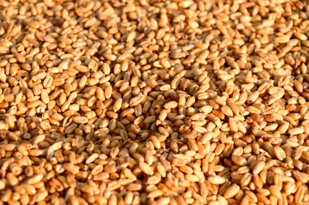 Seamless wheat grain texture pattern in morning sunlight. Natural dry raw organic food grain. Top...