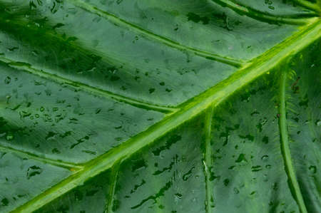 Close up Rain drops on Green Tree leaves. Water Raindrops on green plants leaf. Abstract texture pattern. Nature background. Beautiful Summer Monsoon rainy season Stock Photo.の写真素材