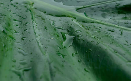 Close up Rain drops on Green Tree leaves. Water Raindrops on green plants leaf. Abstract texture pattern. Nature background. Beautiful Summer Monsoon rainy season Stock Photo.の写真素材