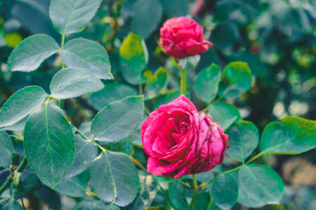 A red rose flower with isolated green leaves in the background. Close upの写真素材