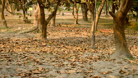 Deciduous trees fallen leaves in autumn season covers the ground in sunset. Autumn landscape in the country park.の写真素材