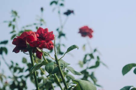 Beautiful red rose flower on green branch in the garden. Blooming fresh red rose flower in summer sunset sunlight against blue sky background.の写真素材