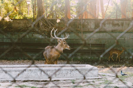 A Barking Deer in a park. View through fence. Animals in captivity.の写真素材