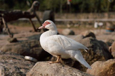 Red beak white goose waterfowl sitting on a rock.の写真素材