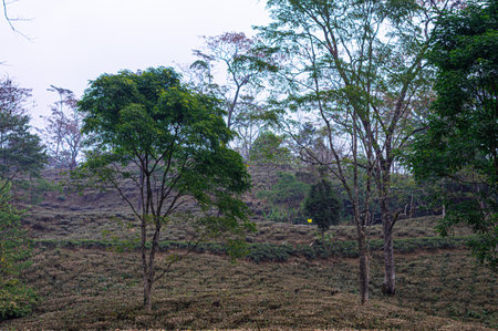 Tea garden landscape in hillside mountain slope Darjeeling West Bengal India South Asia Pacificの写真素材