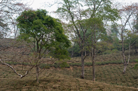 Tea garden landscape in hillside mountain slope Darjeeling West Bengal India South Asia Pacificの写真素材