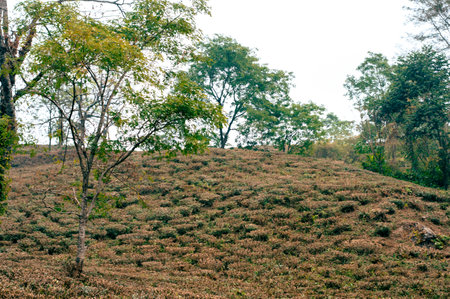 Tea garden landscape in hillside mountain slope Darjeeling West Bengal India South Asia Pacificの写真素材