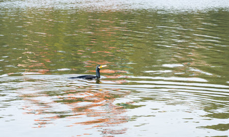 Pankouri bird or Phalacrocorax, a fish-eating bird in the cormorant family swimming in a pond.の写真素材