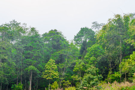 Green Treetop of a mountain forest. Nature background.の写真素材
