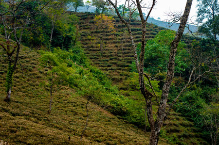 Tea garden landscape in hillside mountain slope Darjeeling West Bengal India South Asia Pacificの写真素材