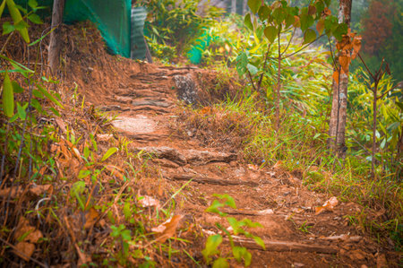 A narrow path leading uphill on a mountainの写真素材