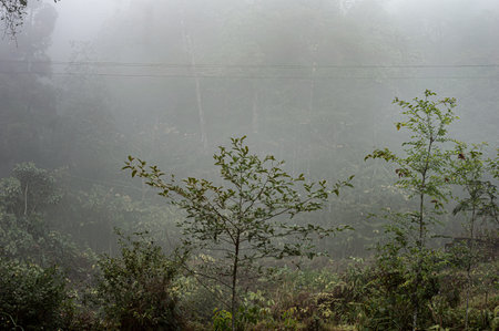 Trees in a Dense foggy mountain forest background. Winter Season December.の写真素材