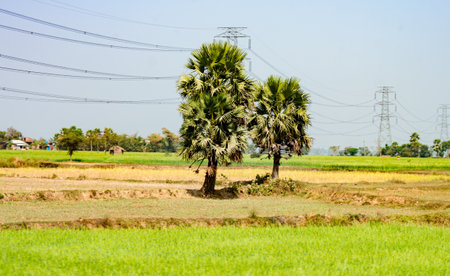 A palm trees on a meadow. Agriculture field landscape Scenery in rural indiaの写真素材