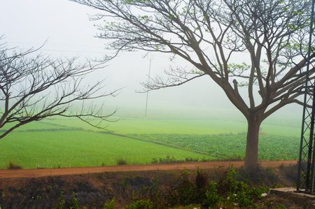 Tree in the foreground framing a green agricultural field and foggy sky in the background.の写真素材