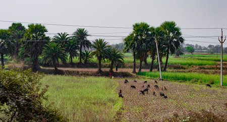 Goats Grazing on an agriculture field at a distance in a rural village landscape against trees lined up in the horizon backgroundの写真素材