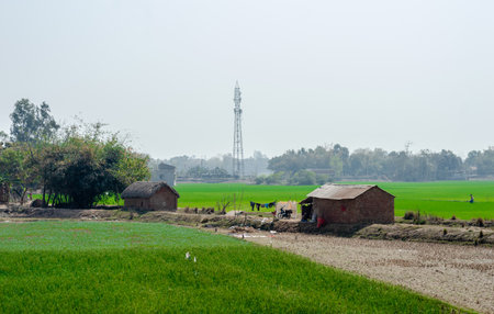 A small hut on a green agricultural field on a rural landscape.の写真素材