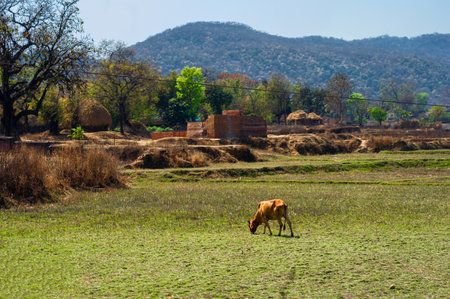 Cow grazing grass on a mountain valley. Patratu Valley Jharkhand Indiaの写真素材