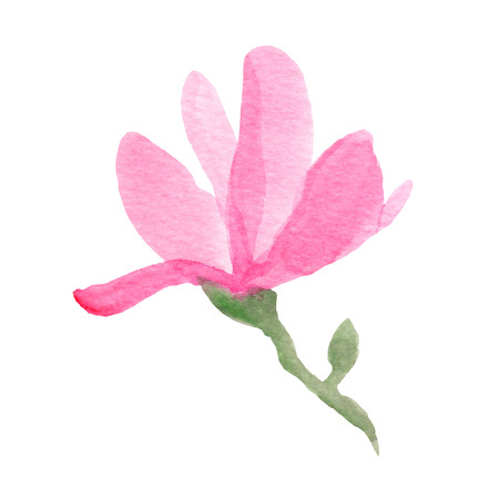 Watercolor hand drawn magnolia.Vector illustrationのイラスト素材