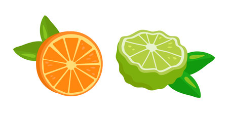 Vector bergamot orange citrus. Illustration of tropical fruit, slice, flowers and green leaves isolated on white. cartoon flat style.のイラスト素材