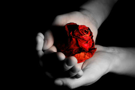 picture rose flower in female hands on a black background; witheredの写真素材