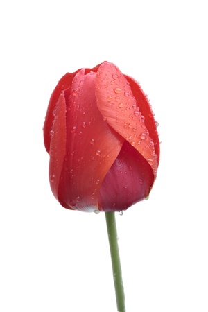 tulip with dew drops isolated on white backgroundの写真素材