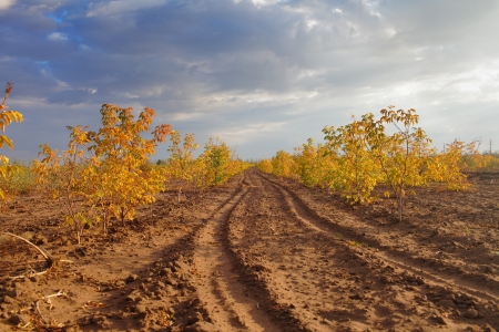 Field after harvestingの写真素材