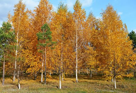Autumn forestの写真素材