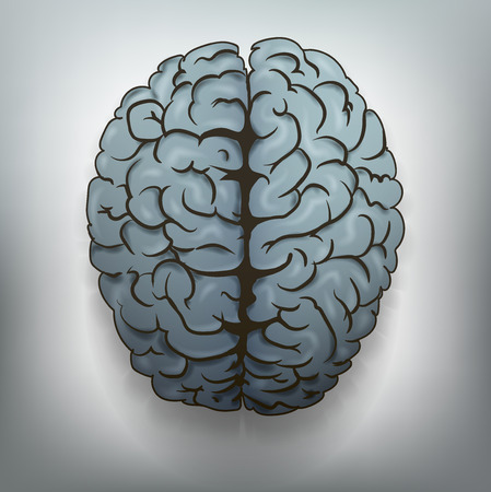 Human brain  Vector  のイラスト素材