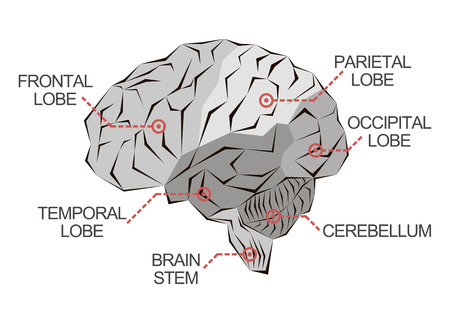 Anatomy of the brain as abstract monochrome illustrationのイラスト素材