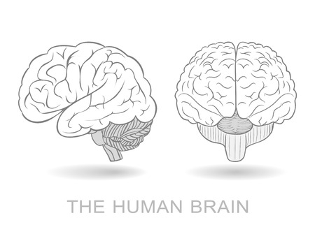 Human brain in two perspectives on a white background. Without a difficult and transparency effects. EPS8 onlyのイラスト素材