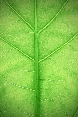 Textured green leaf plants macroの写真素材