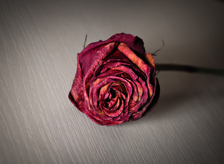 Withered rose on a wood surface with space for your textの写真素材