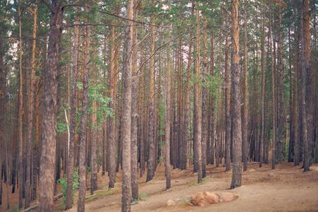 Landscape of bush pine forestの写真素材