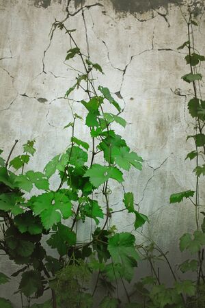 Young shoots of grapevine on a background of cracked wall.の写真素材