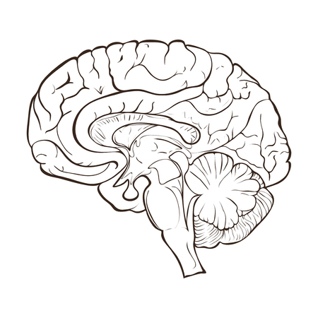 Structure of the human brain hemispheres.の写真素材
