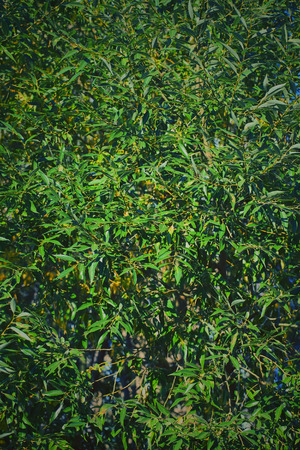 Green tree with dense crown.の写真素材