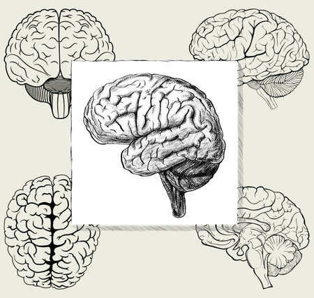 Set of different positions of the human brain in vector simple illustration