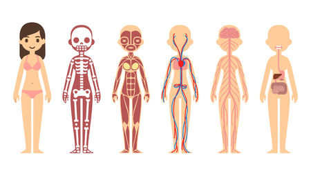 Stylized female body anatomy chart: skeletal, muscular, circulatory, nervous and digestive systems. Flat cartoon style.のイラスト素材