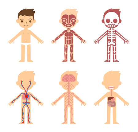 "My body", educational anatomy body organ chart for kids. Cute cartoon little boy and his bodily systems: muscular, skeletal, circulatory, nervous and digestive.のイラスト素材