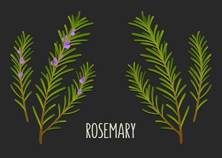 Hand drawn decoration element, green rosemary sprigs with and without flowers. Vector floral illustration.のイラスト素材