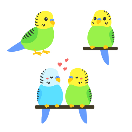Cute cartoon budgie vector illustration set. Little parakeet bird standing, sitting and couple.のイラスト素材