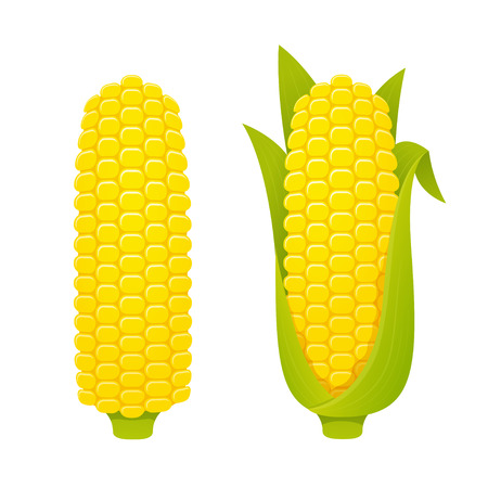 Corn cobs vector illustration set on white background, hulled and with husk. Semi realistic cartoon style.のイラスト素材