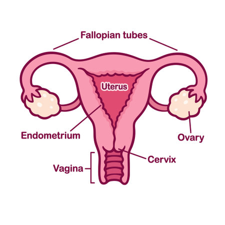 Hand drawn female reproductive system anatomy chart. Uterus and cervix, ovaries and fallopian tubes...