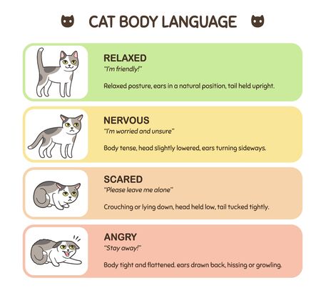 Feline body language educational infographic chart. Cat poses mean different emotions: scared, angry, nervous and friendly. Cute cartoon vector illustration.のイラスト素材