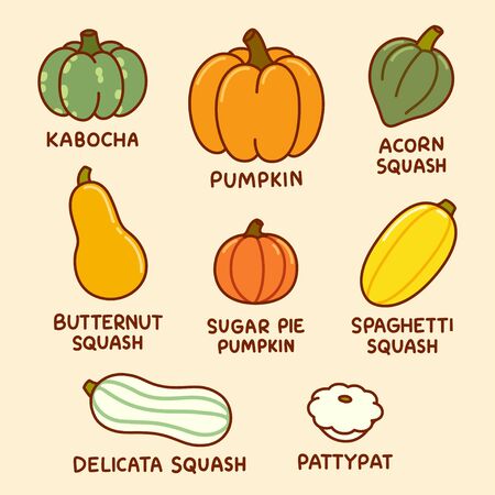 Cartoon infographic drawing of different types of pumpkin and squash. Autumn harvest vegetables, vector clip art illustration set.のイラスト素材
