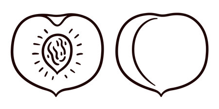 Hand drawn peach doodle, black and white line art. Whole and cut fruit. Simple cartoon drawing, vector clip art illustration.のイラスト素材