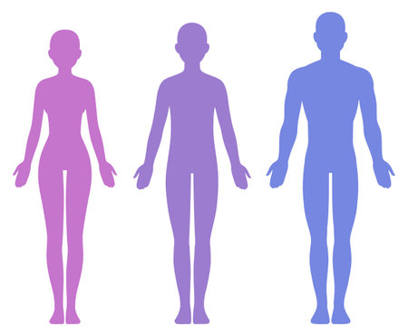Male, female and unisex body silhouette template. Isolated vector clip art illustration.のイラスト素材